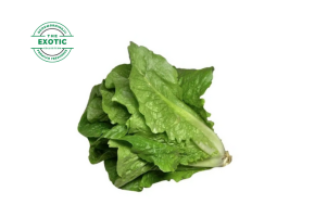 Green Romaine Lettuce - Exotic
